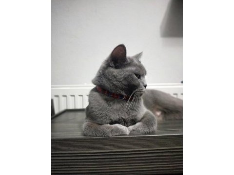 Yetişkin british shorthair dişimizi sahiplendirmek istiyoruz