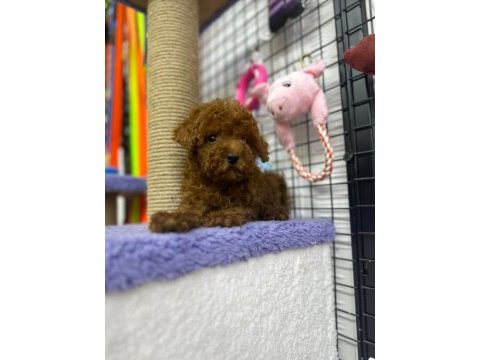 Ünlü üretici kore’den ankara’ya poodle
