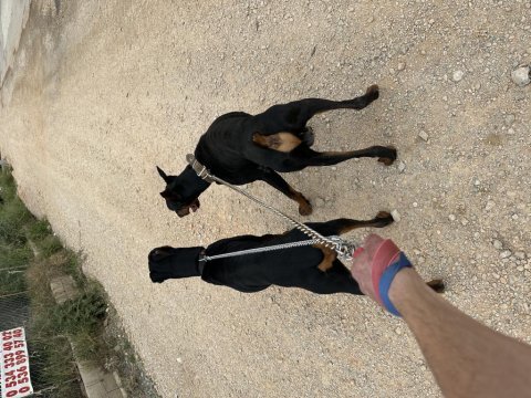 Doberman yavrusu isteyenler