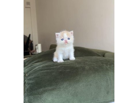 Exotic shorthair snoopy dişi bebek