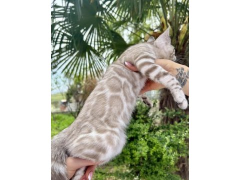 Silver mink erkek bengal kedisi 3 aylık
