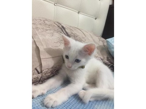 2 aylık minik van kedimiz