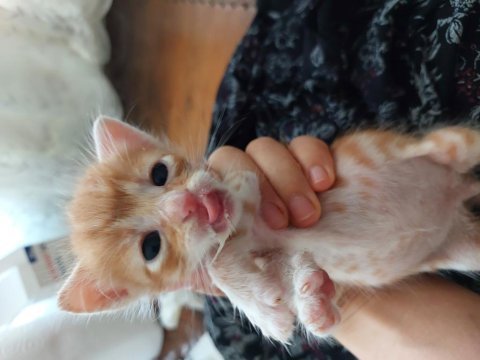 Minnoş kedilere acil kalıcı yuva