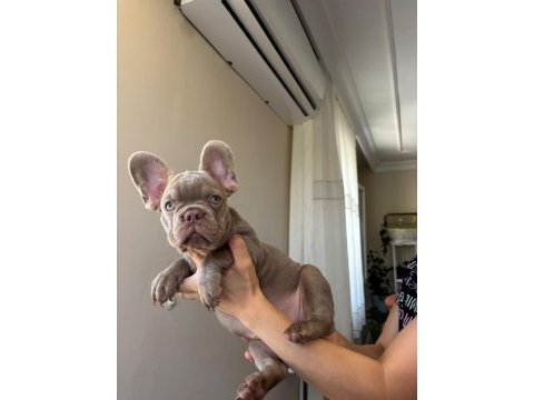 Egzotik french bulldog yavrular