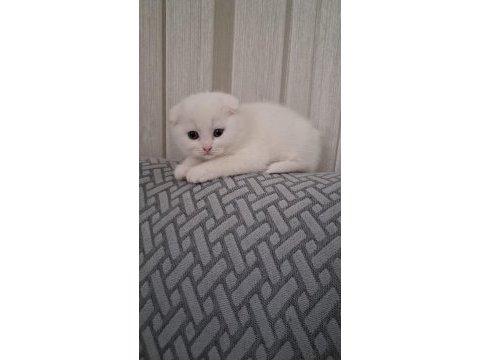 2 aylık yavru kediler
