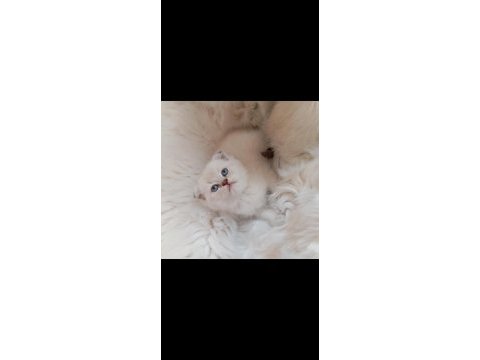 Scottish fold blue point