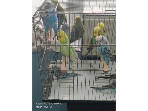Show jumbo muhabbet kuşu