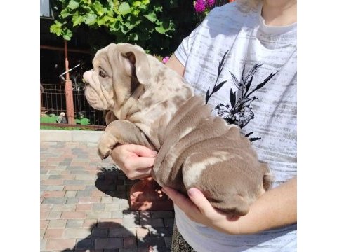 Sitenin en renkli en mütevazi bulldog şekerleri
