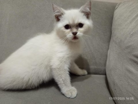 Pamuk şekerler yeni ailelerini bekliyor