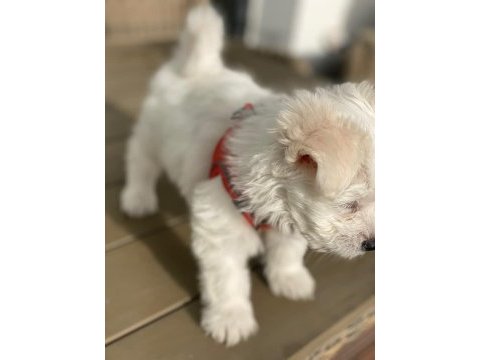 Maltese terrier 3 aylık