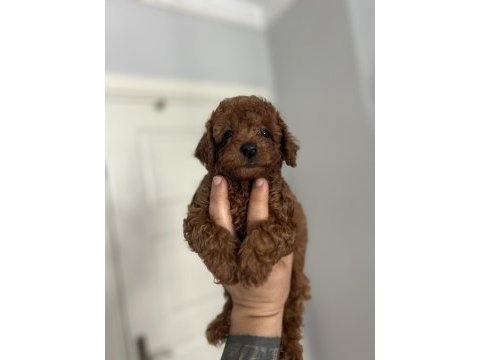 Toy poodle kore kan