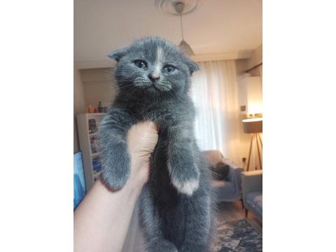 İran blue point kırması melez kedimiz