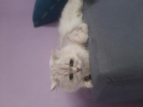 Yetişkin british longhair 1.5 yaşında