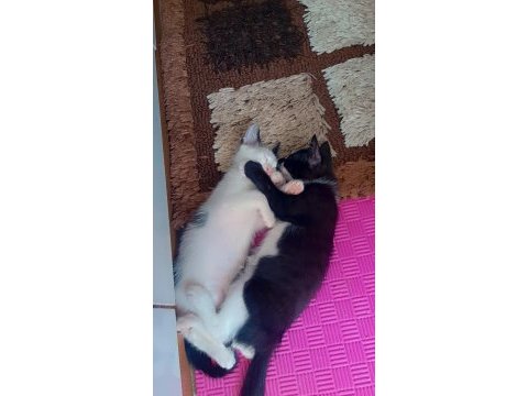 Ücretsiz 3 aylık sütten kesildi uysal temiz