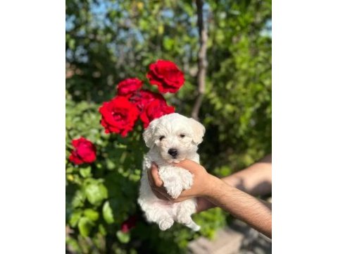 Terrier yavrumuz yeni ailesini arıyor