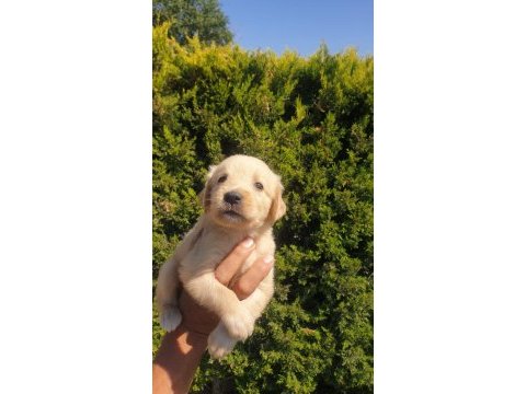 Bebek yüzlü golden retriever yavrular