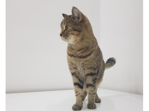 Evimizin neşesi sevimli british shorthair