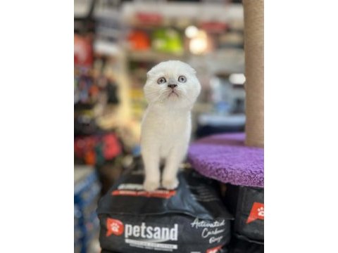 Muhteşem güzellikte top kafa scottish fold yavrular