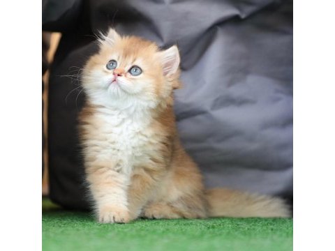 Anne baba şecereli safkan golden british longhair dişi