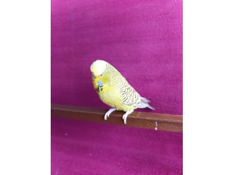 Erkek jumbo muhabbet kuşu