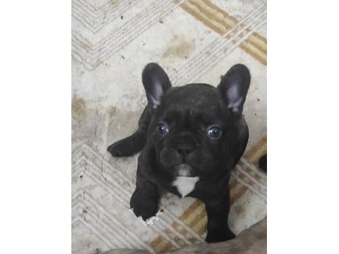 Kan hattı muhteşem french bulldog yavrumuz