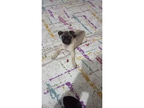 2 aylık pug