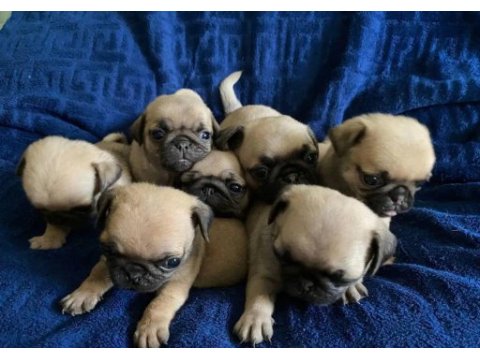 Pug mops yavrularımız