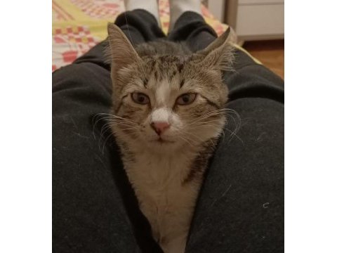 Acil kedi