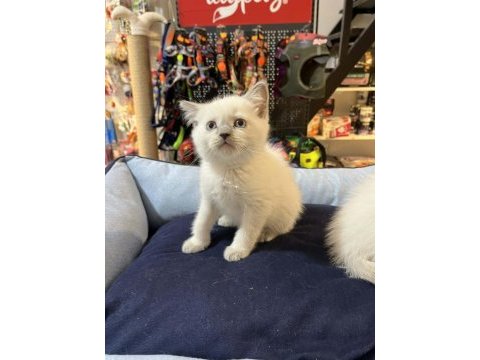 Orjinal blue point british shorthair yavrular