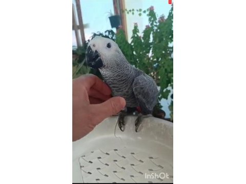 4 aylık full evcil red faktör jako bebek