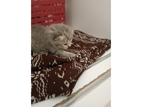 25 günlük scottish fold yavrularım sahiplendirilecek