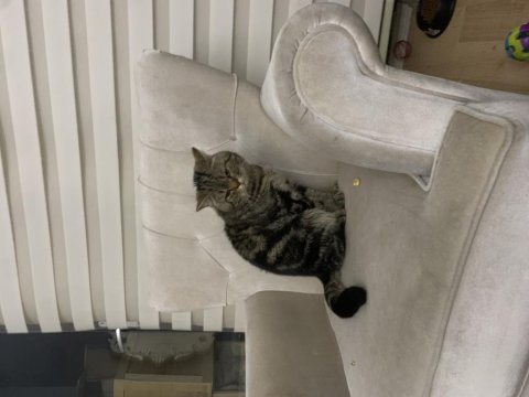 British shorthair paşam yeni sahibini bekliyor