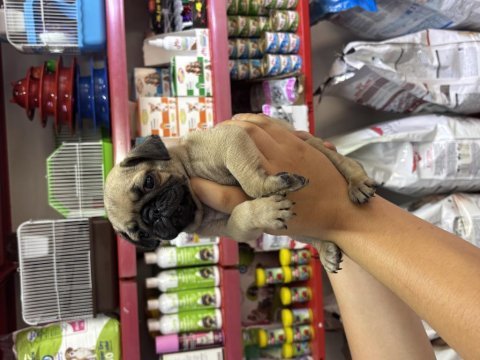 El kadar pug köpekler yeni yuvasını bekliyor