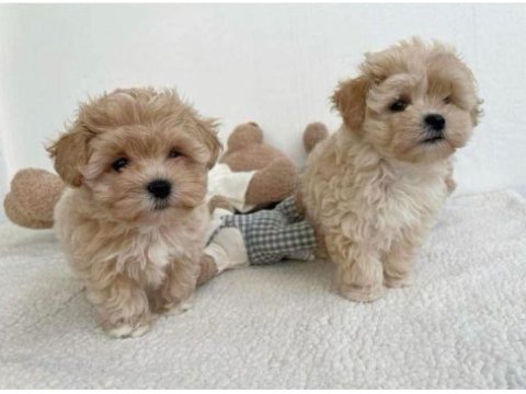 Maltipoo kg garantili yavrularımız
