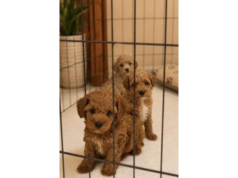 Maltipoo mini boy bebekler