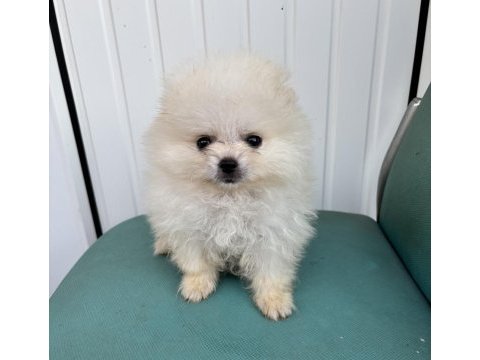 Pomeranian erkek