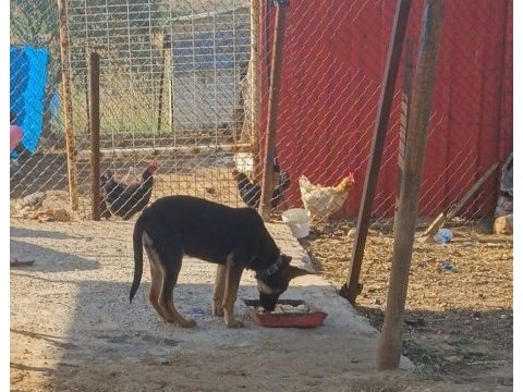 Alman kurdu takas düşünülür