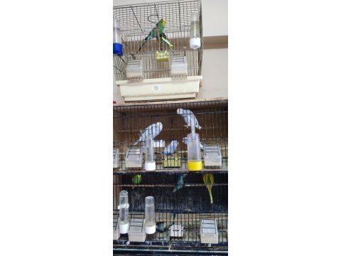 25 adet muhabbet kuşu sahiplendireceğim