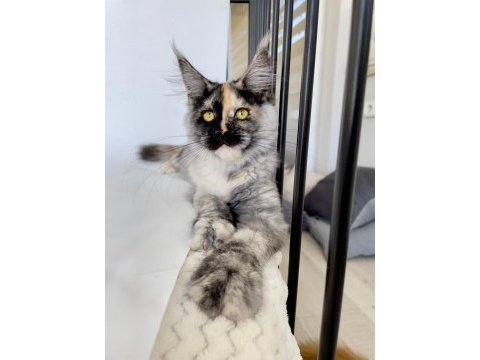 Xl mainecoon yavruları