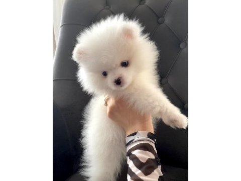 Dişi yavrumuz pomeranian boo teacup sahibini arıyor