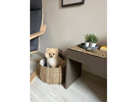 5 aylık sağlıklı dişi pomeranian boo yavrumuz