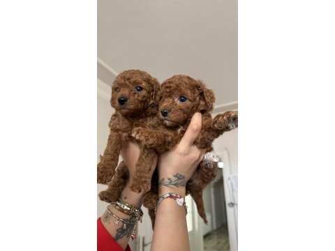 Tea cup toy poodle