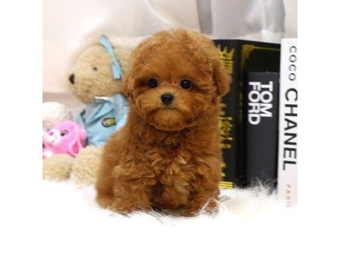 Toy poodle yavrularım