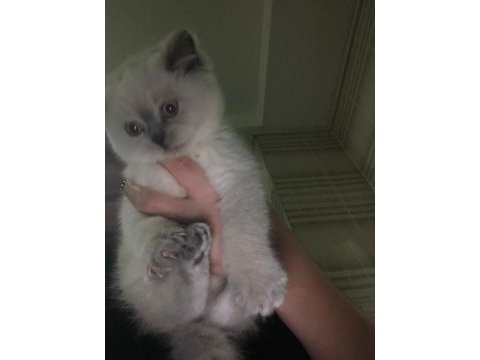 Blue point 50 günlük scottish fold