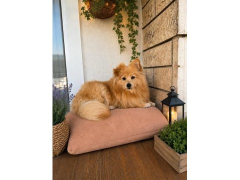 Pomeranian dişi 10 aylık