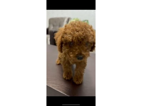 Safkan orjinal ırk poodle yavrumuz