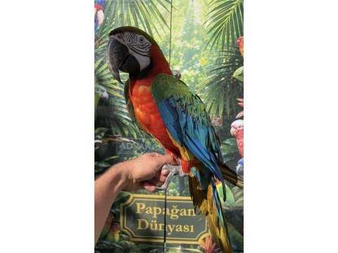 Ara macaw papağanı