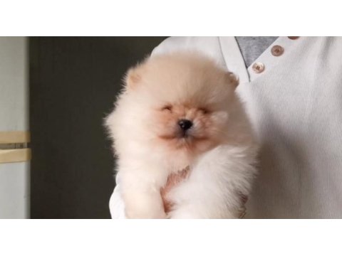 Orijinal pomeranian boo