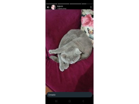 Nadir renk lilac british shorthair
