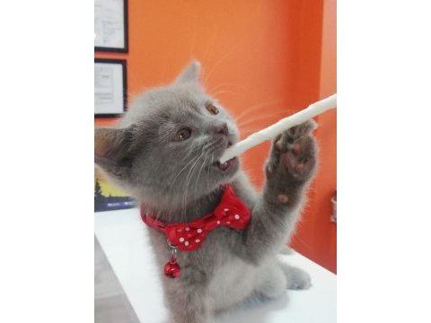2 aylık british shorthair lilac yavru